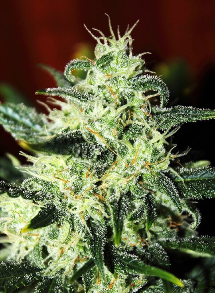Green Poison
