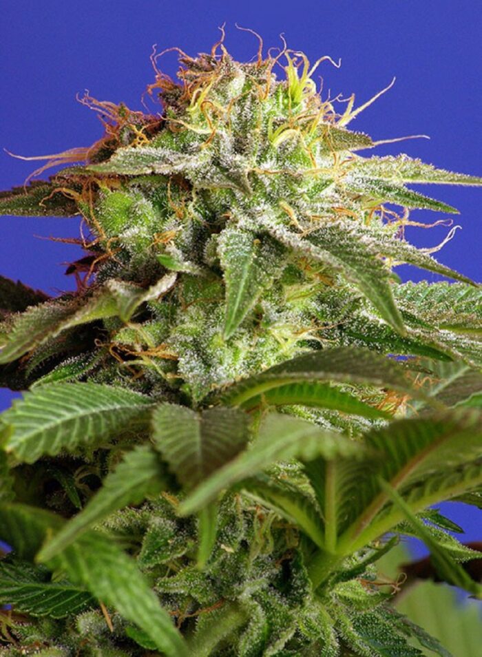 Green Poison