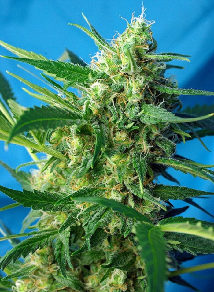 Ice Cool Auto