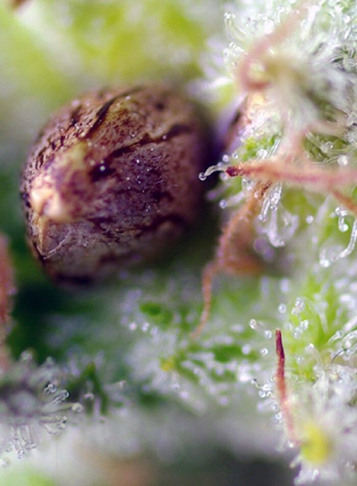 Killer Kush Auto