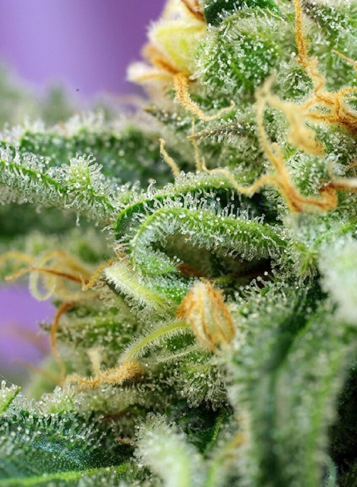 Killer Kush Auto