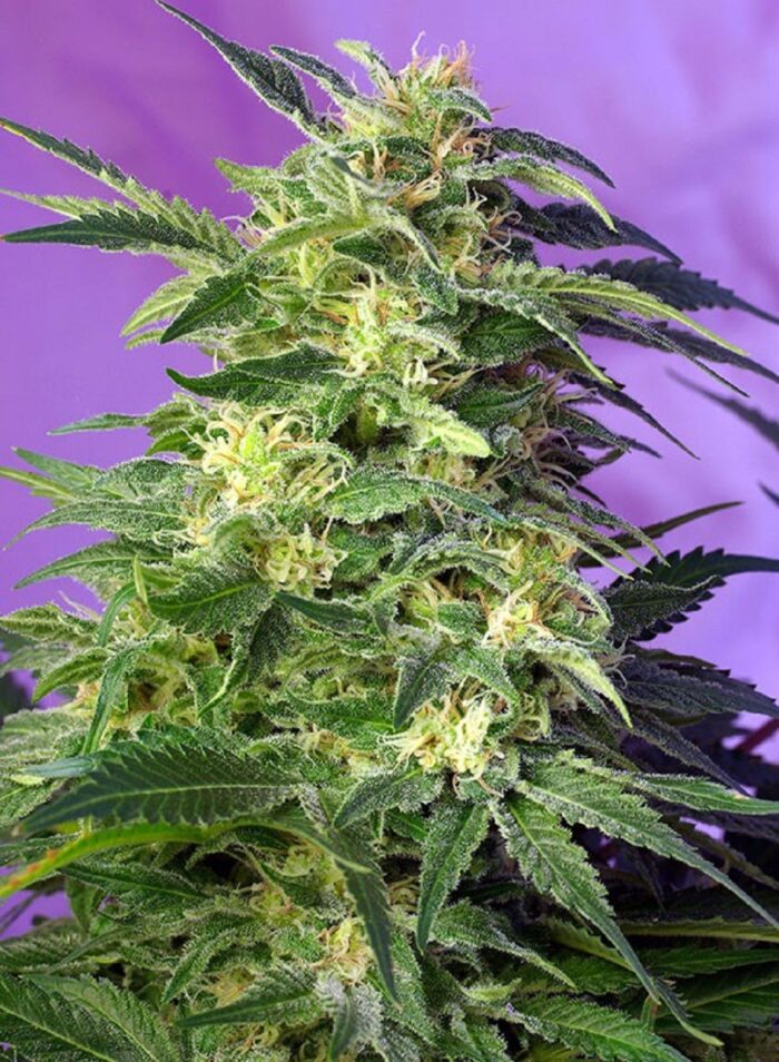 Killer Kush Auto