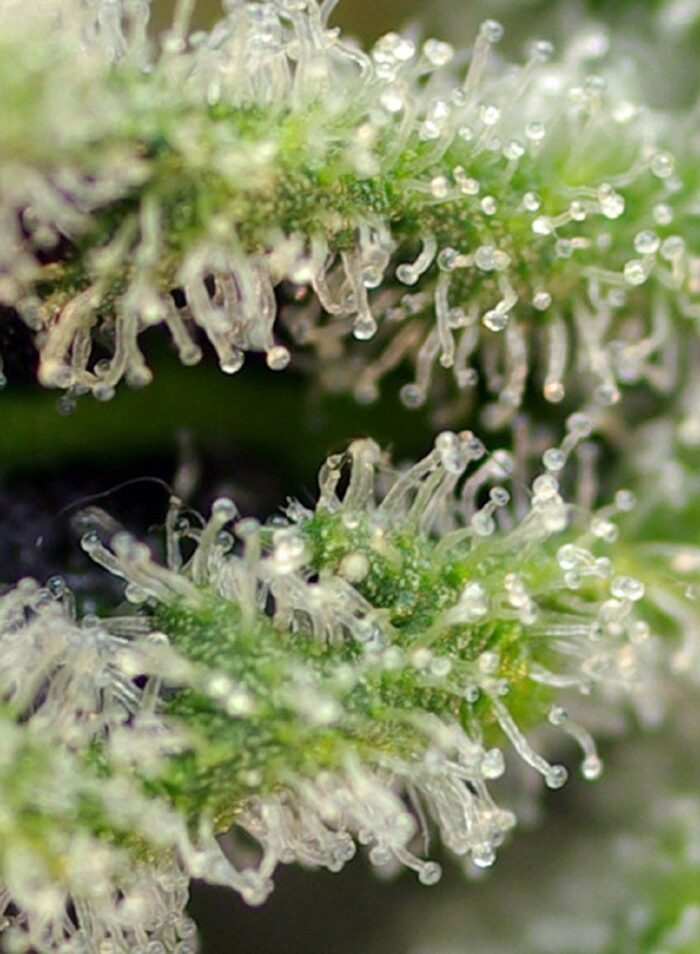 Killer Kush F1 Fast Version