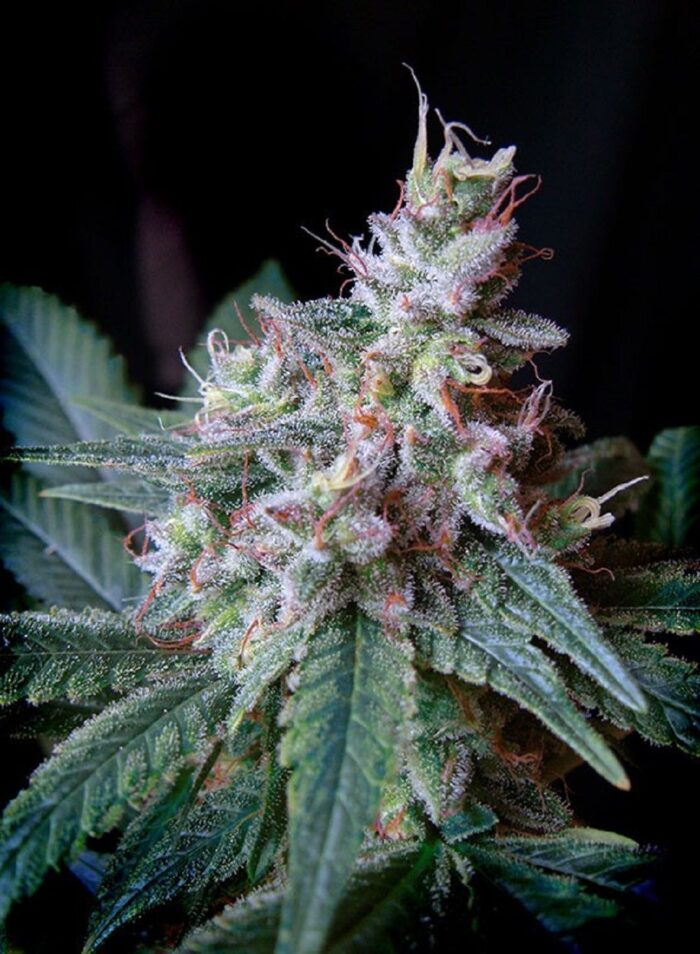 Sweet Mix Feminized