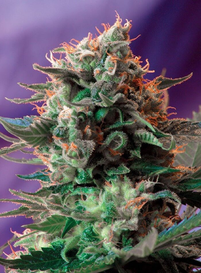 Sweet Mix Feminized