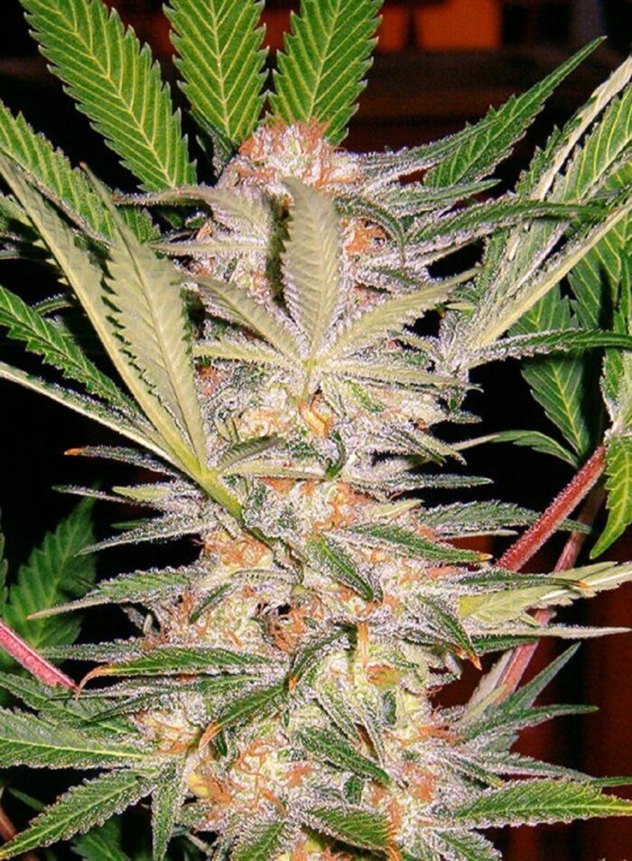 S.A.D. Sweet Afgani Delicious F1 Fast Version