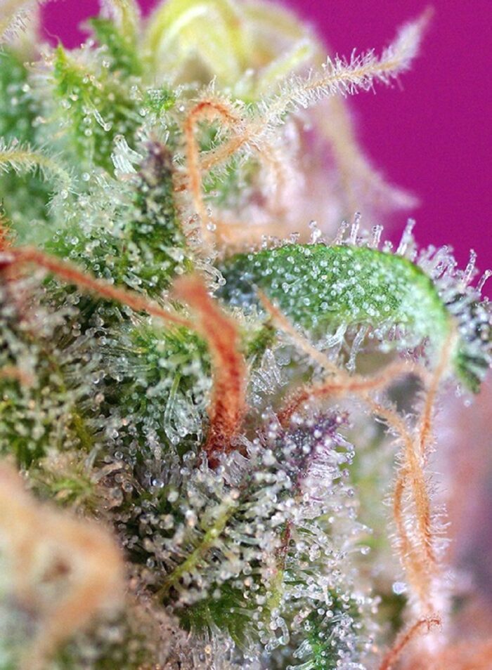 S.A.D. Sweet Afgani Delicious S1