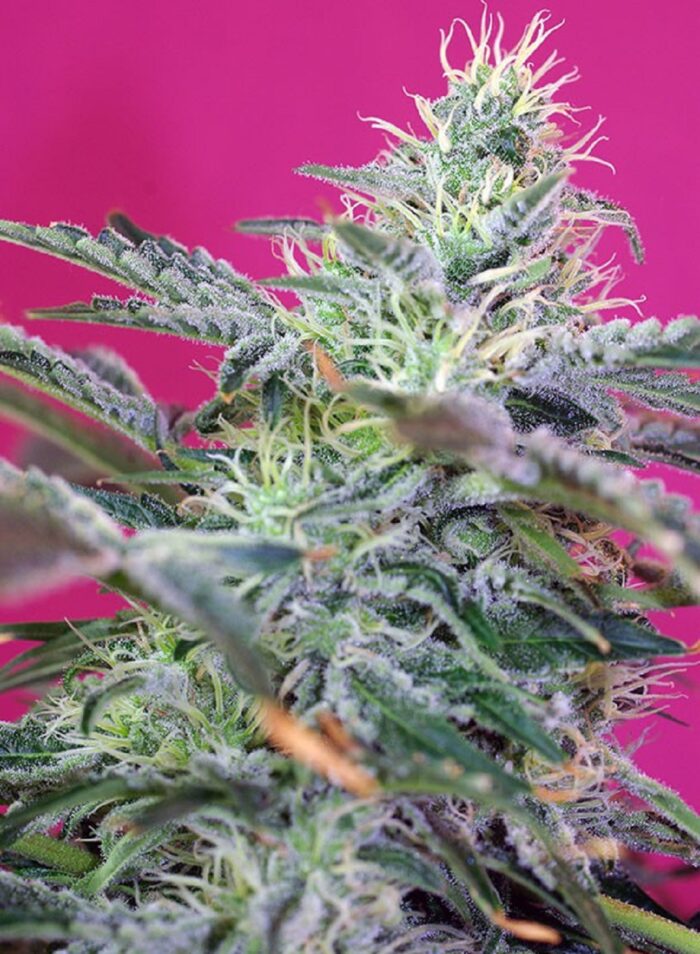 Sweet Cheese Auto