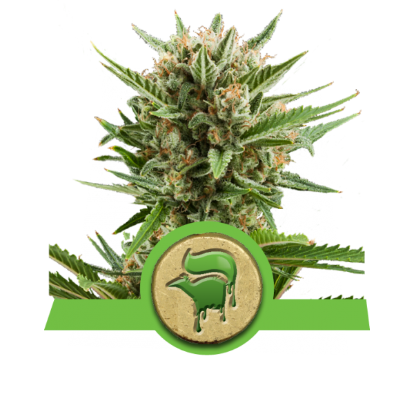 Sweet Skunk Automatic