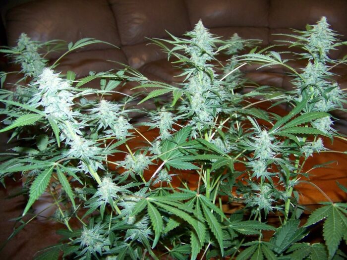 Tani Cheese Auto #3