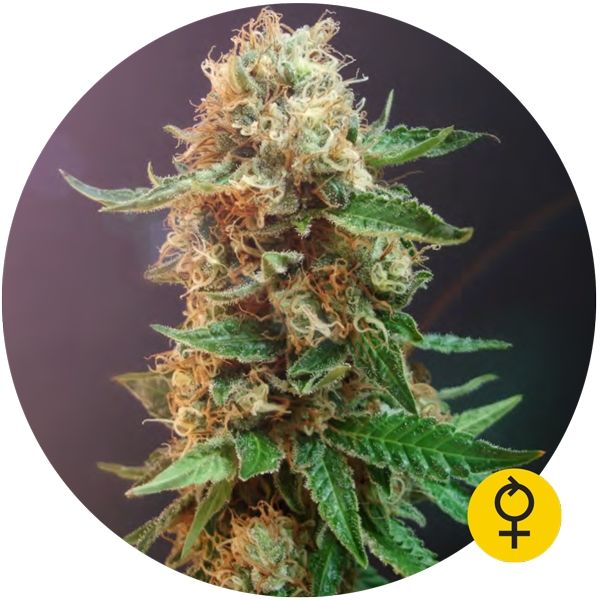 Autoflower Haze