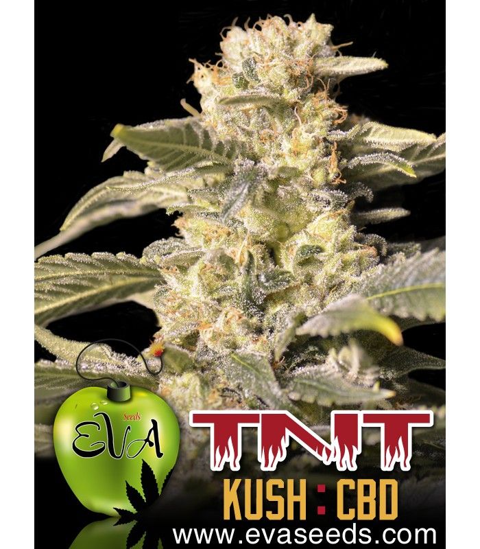 TNT Kush CBD