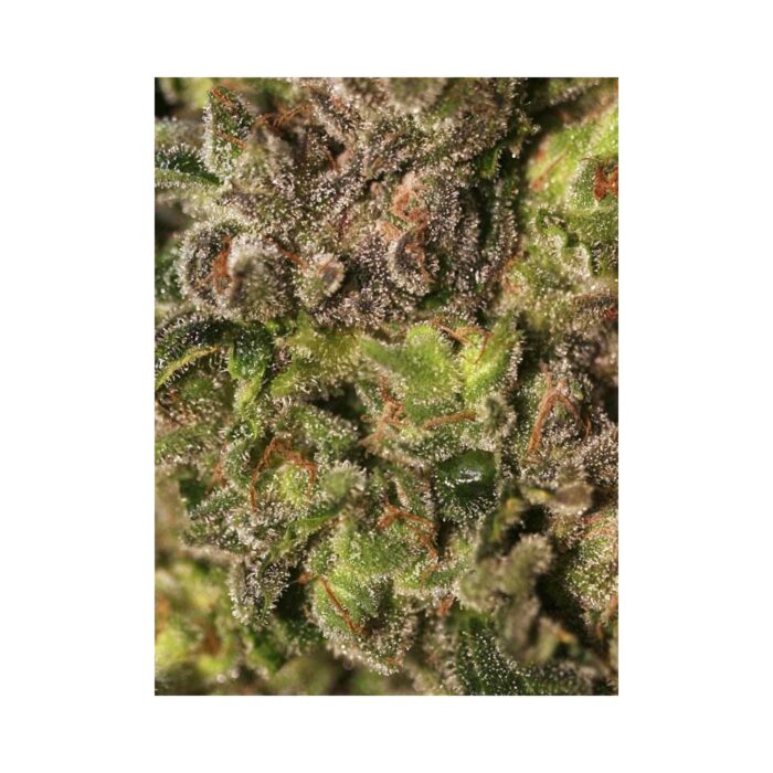 TNT Kush