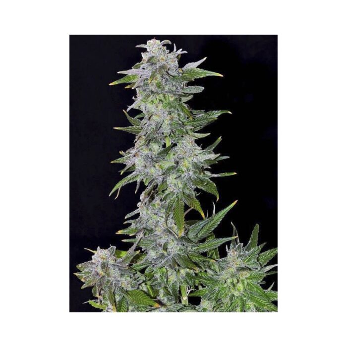 TNT Kush