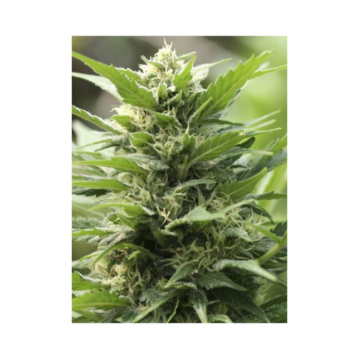 TNT Kush