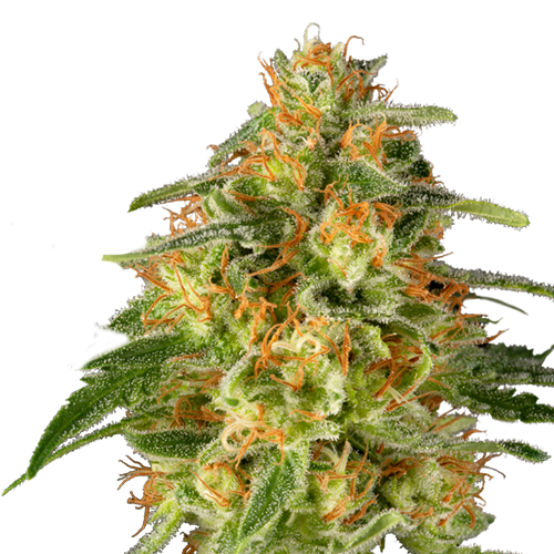 TnT Trichome
