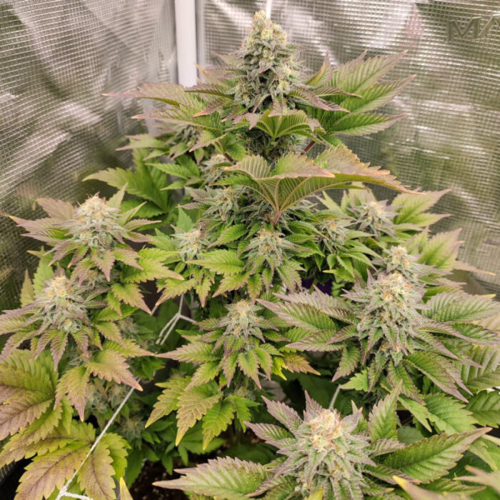 Tropical Tangie