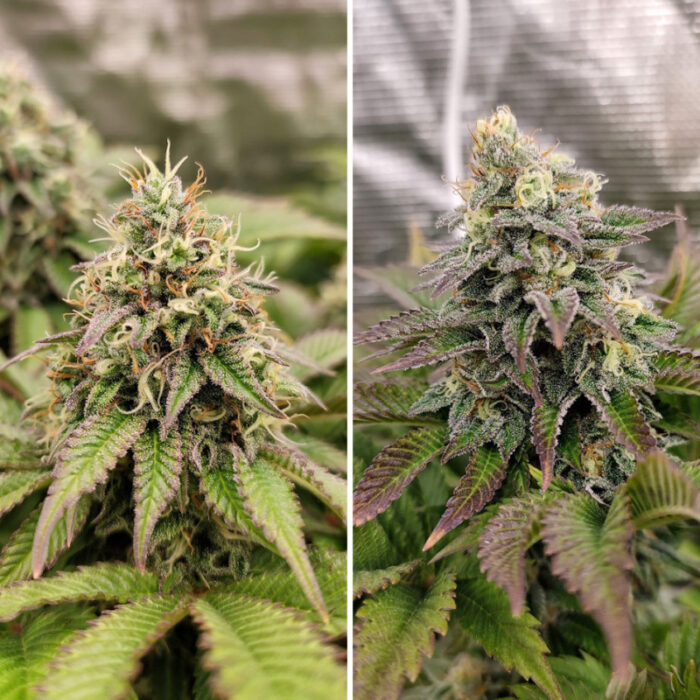 Tropical Tangie