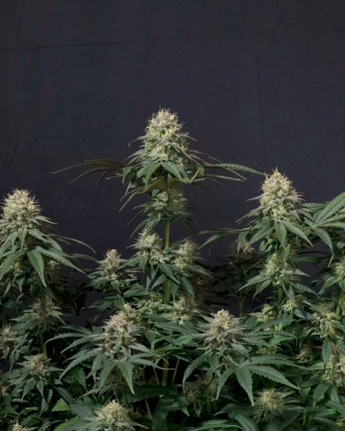 Tropicana Cookies Fast Flowering