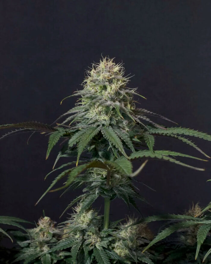 Tropicana Cookies Fast Flowering