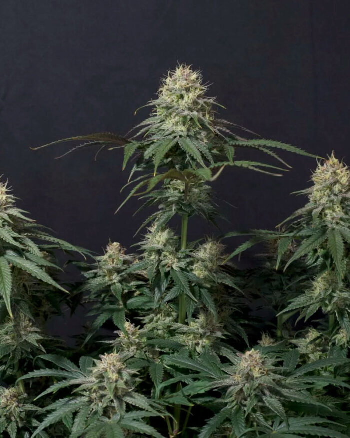 Tropicana Cookies Fast Flowering