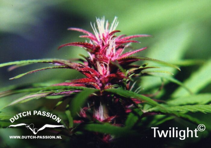 Twilight