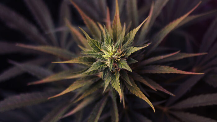 Ultra Skunk