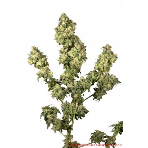 Ultra Skunk