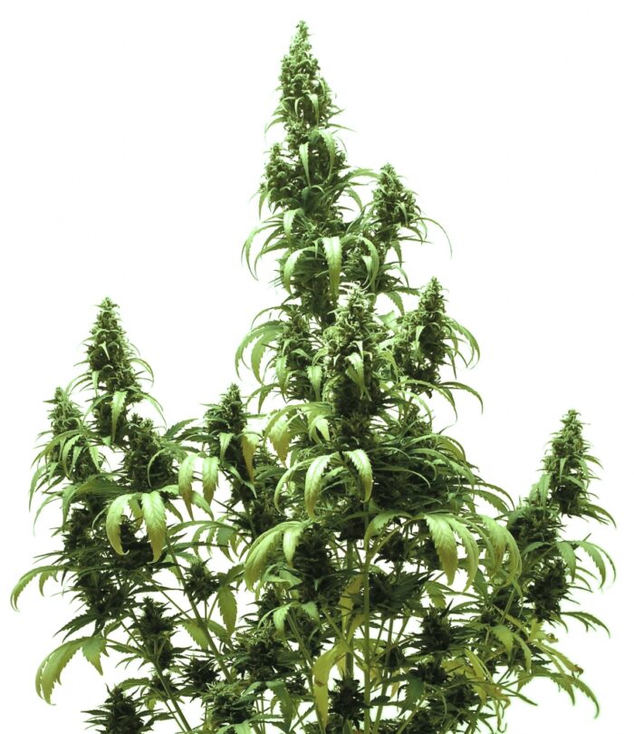 Auto Blueberry
