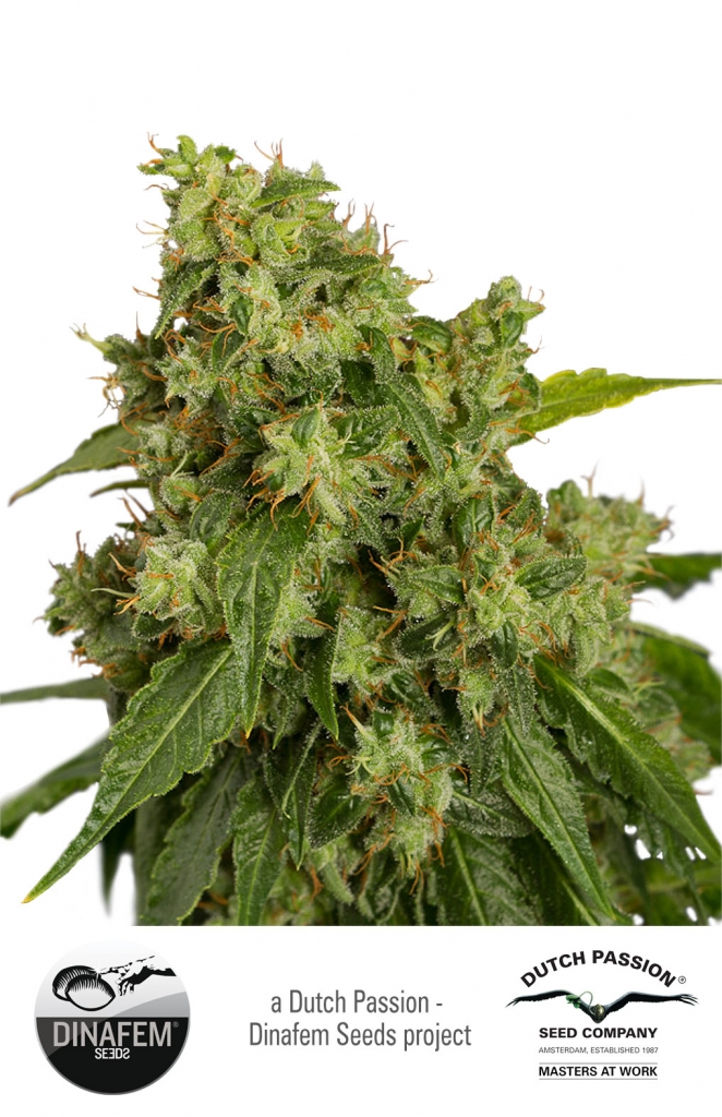Auto Xtreme Haze