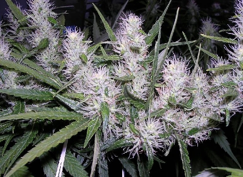 Master Kush