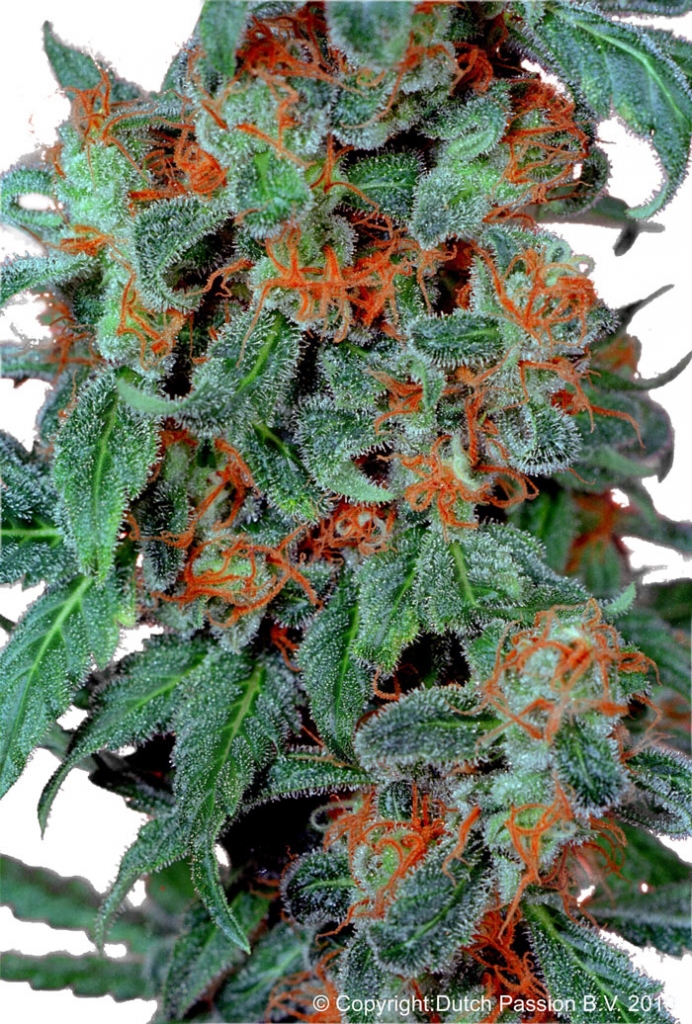 Orange Bud