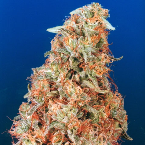 Power Plant