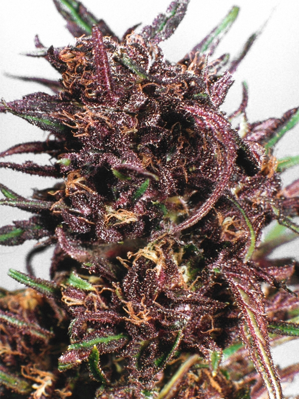 Purple #1