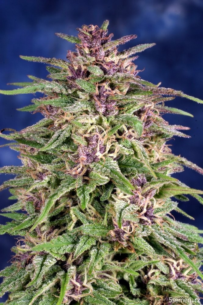 Frisian Dew