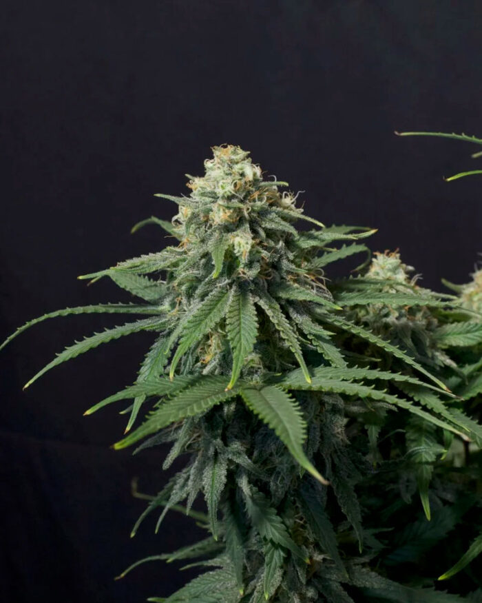 Wedding Cheesecake Fast Flowering