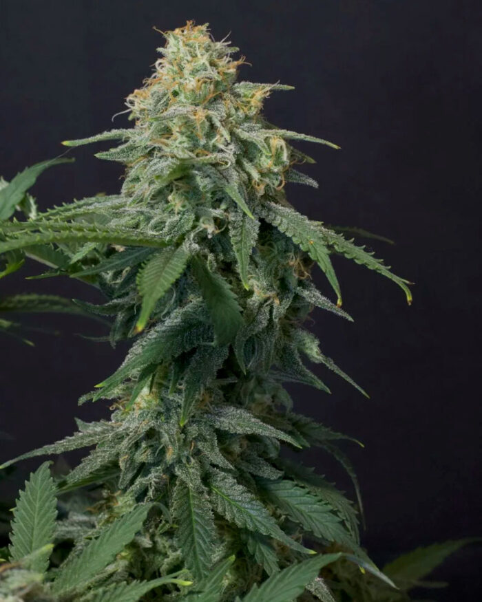 Wedding Cheesecake Fast Flowering