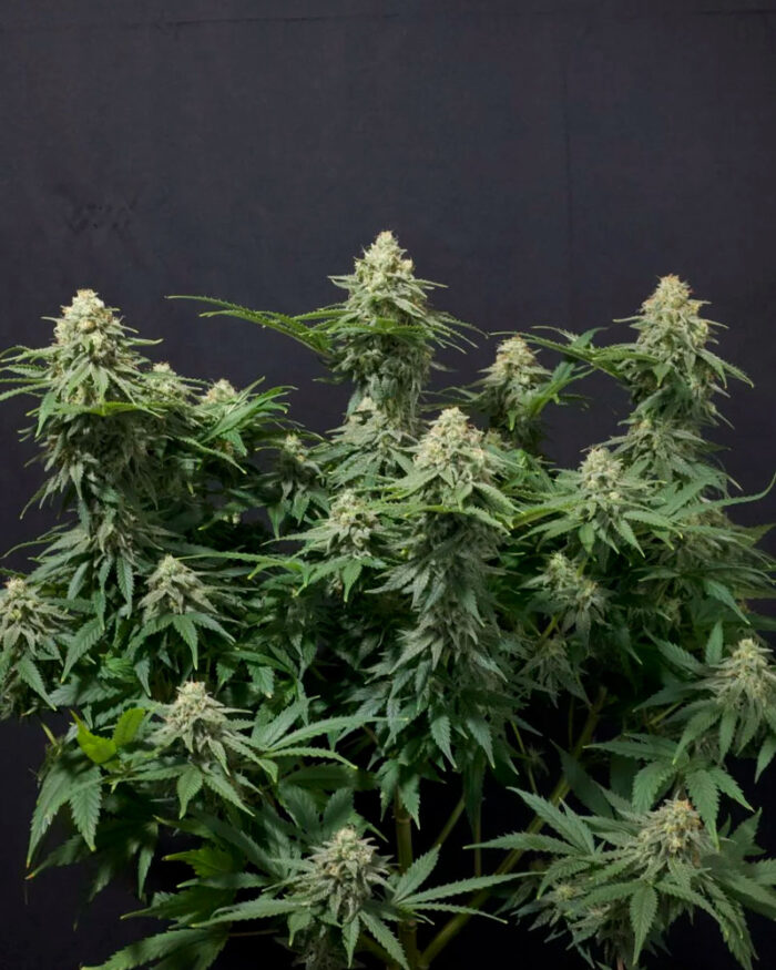 Wedding Cheesecake Fast Flowering