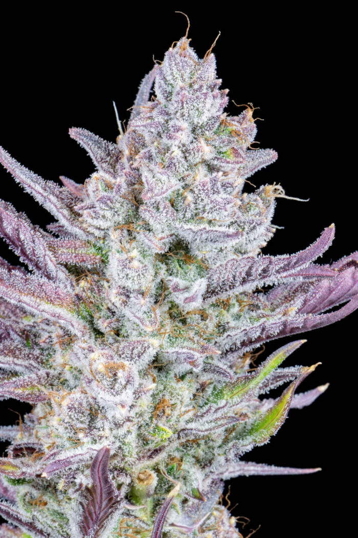 Wedding Glue Auto