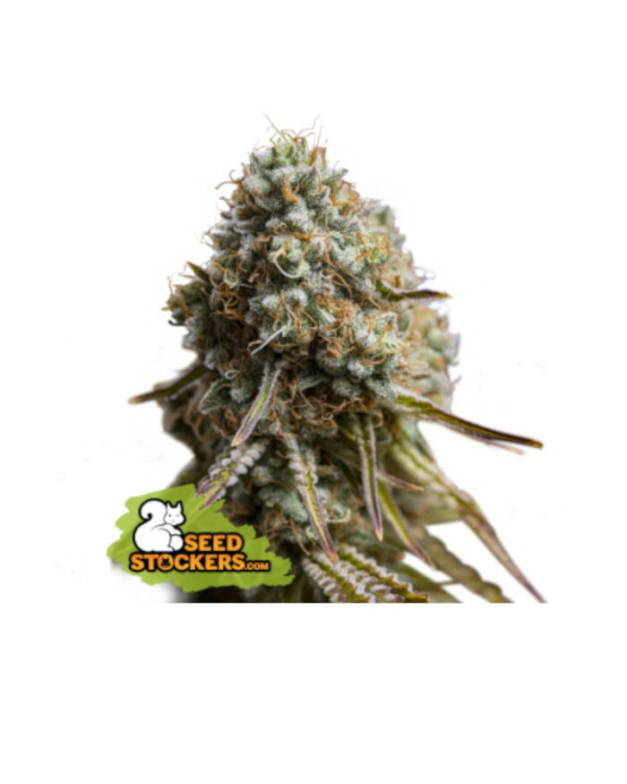 Wedding Glue Auto