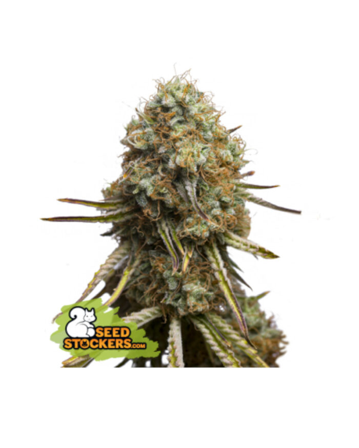 Wedding Glue