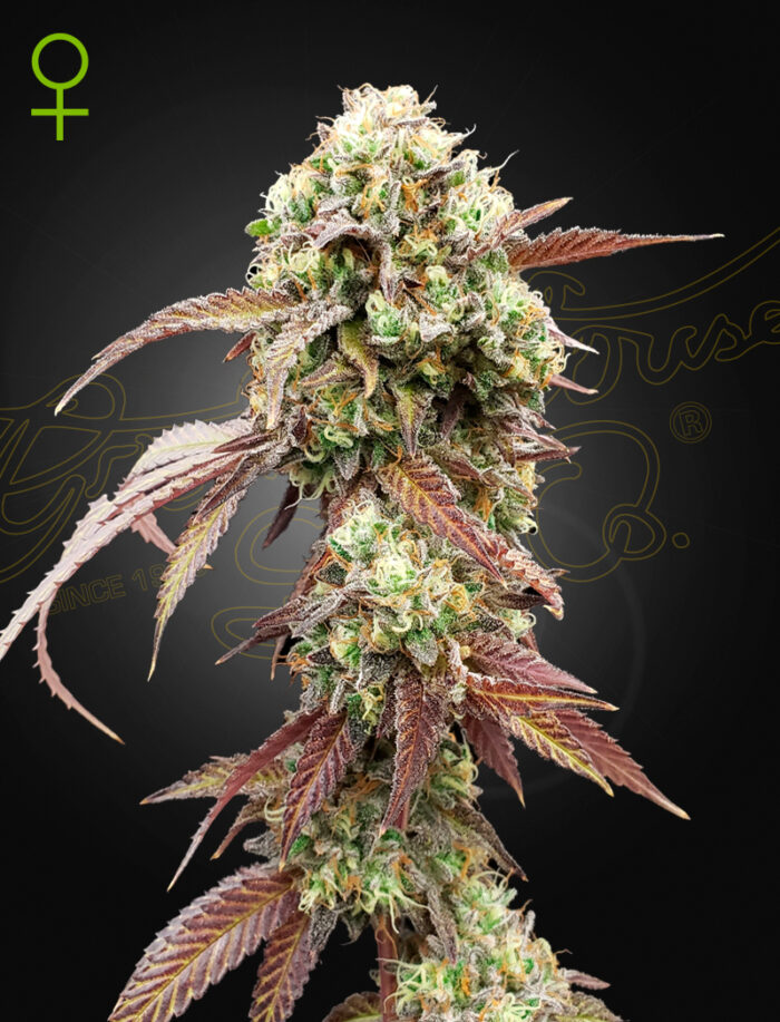 West Coast OG x Gelato Auto 41