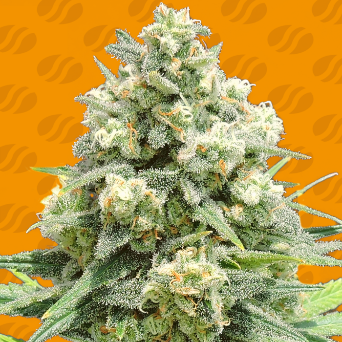 White Critical