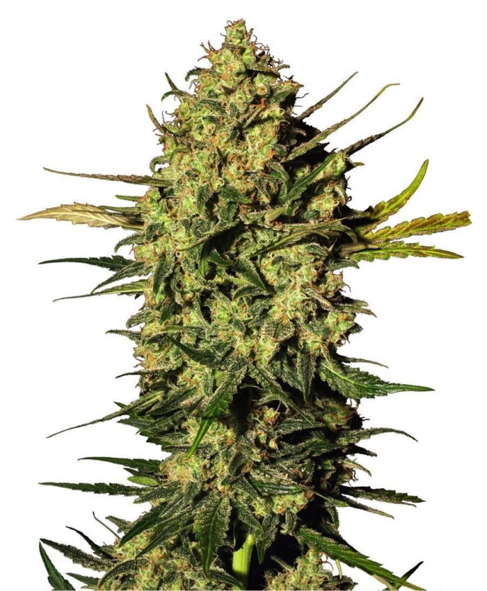 Master Kush Automatic