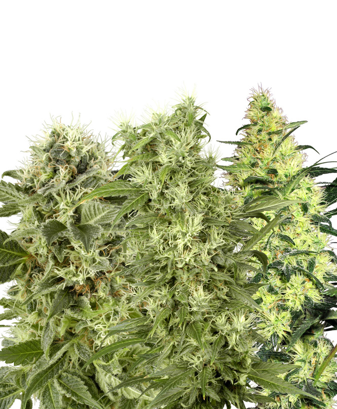 Female Mix