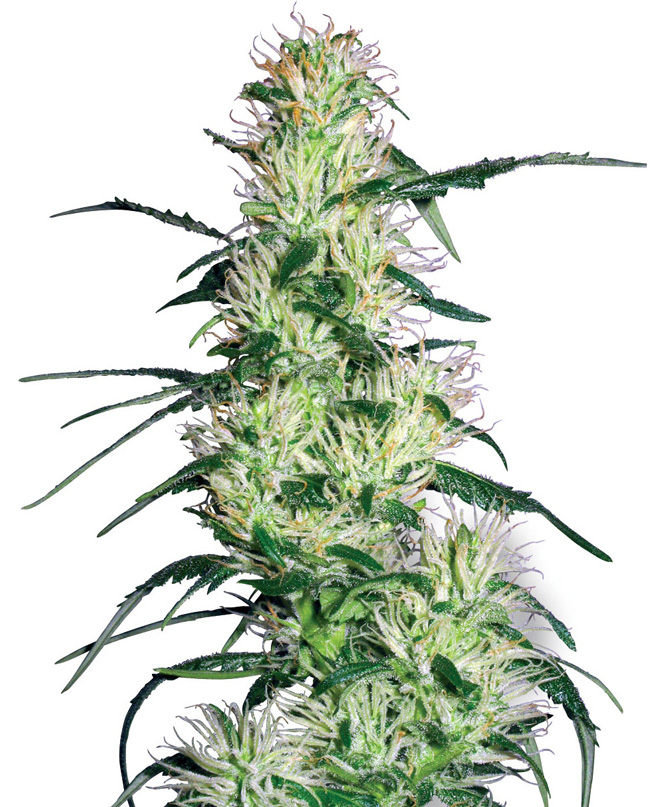 Purple Haze