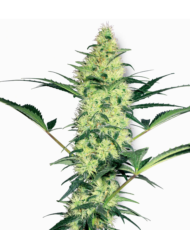 White Diesel