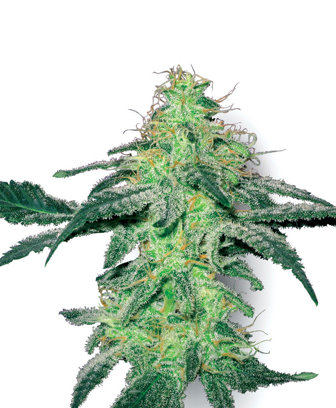 White Skunk