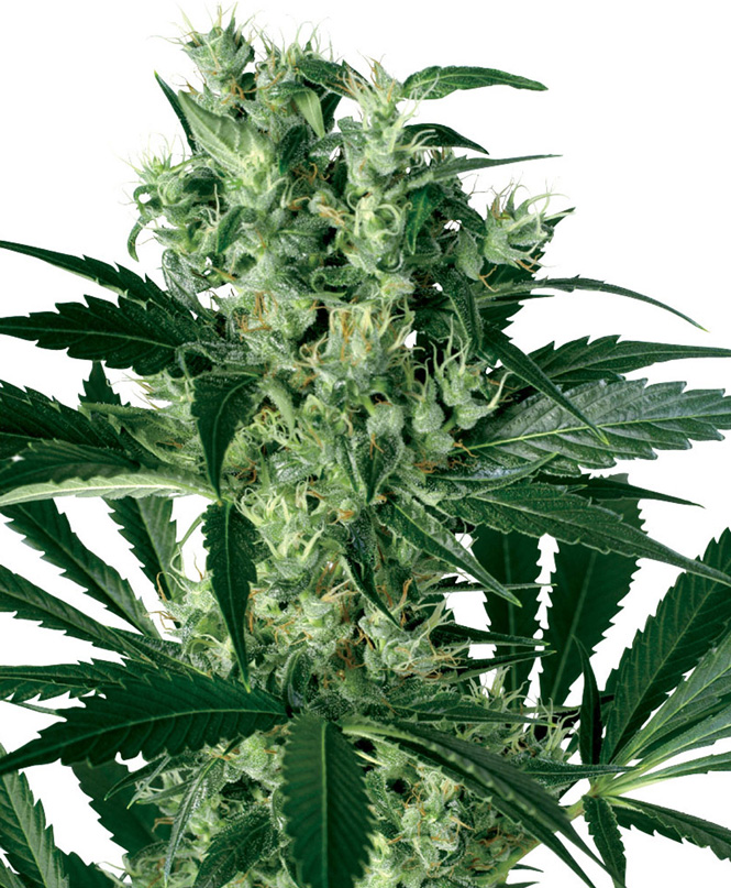 X Haze