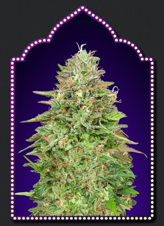 White Widow